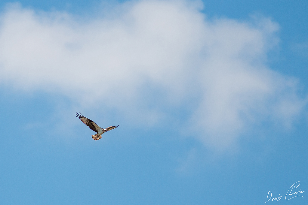 Balbuzard pêcheur au dessus de la Loire